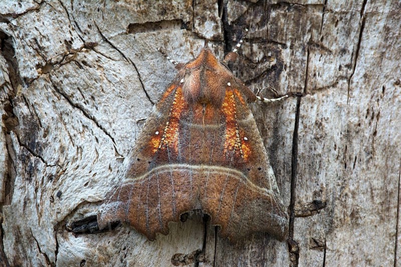 The Herald (Scoliopteryx libatrix)