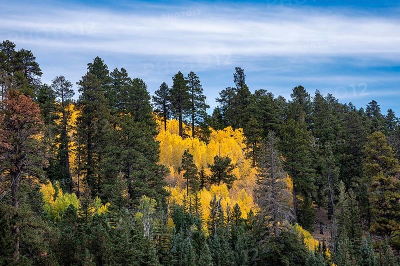 Autumnally colored Common aspens (Populus tremula) between Coniferous Forest