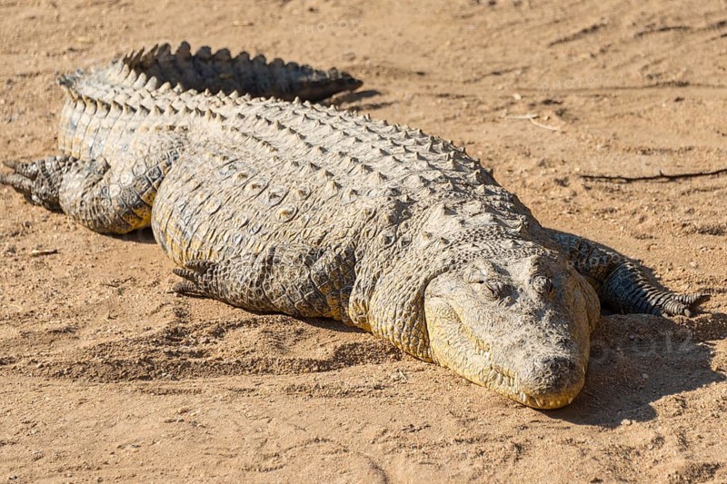 Nile Crocodile (Crocodylus niloticus)