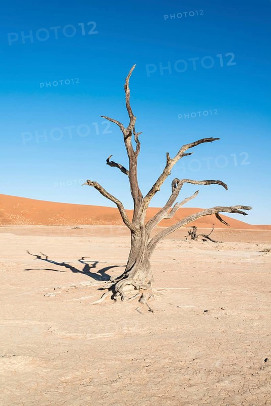 Dead tree in a dried-up salt and clay pan