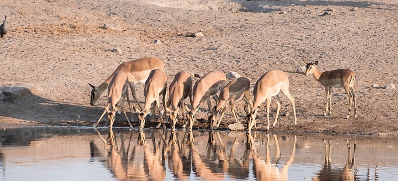 Blacked-faced Impala or Black-faced Impala (Aepyceros melampus petersi)