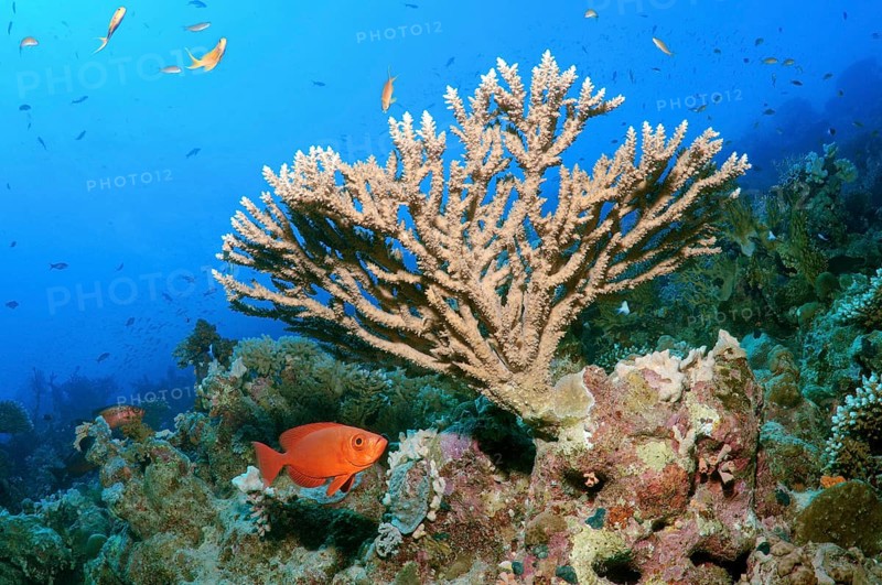 Coral reef