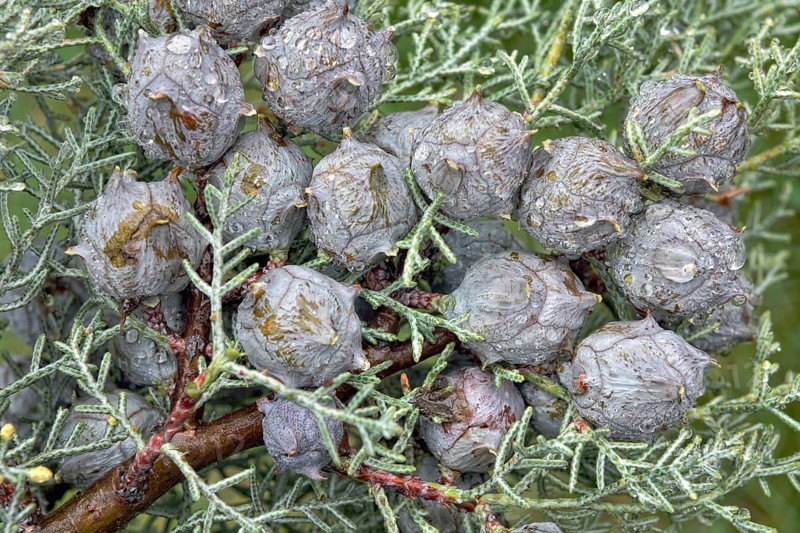Cypress (Cypressus sp.) cones during rain