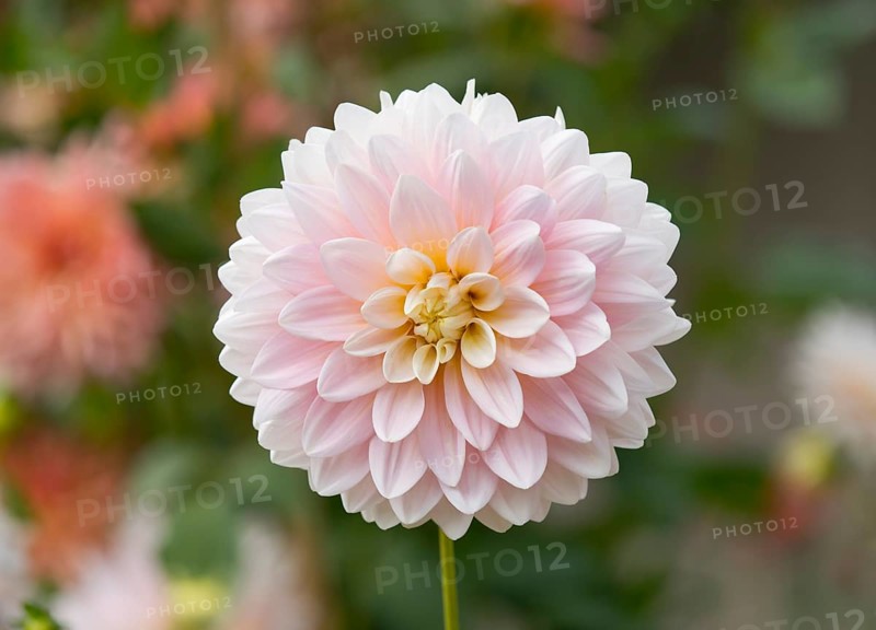 Dahlia (Dahlia) 'Worthersee Rose' cultivar
