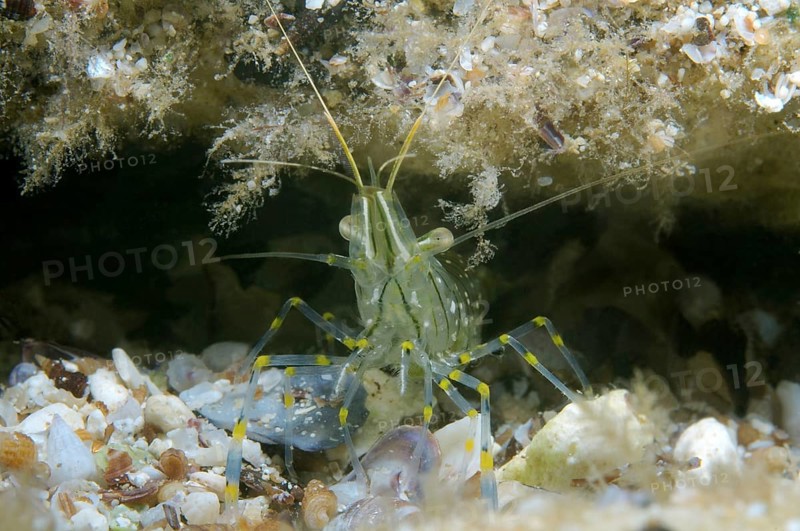 Rockpool Prawn (Palaemon elegans)