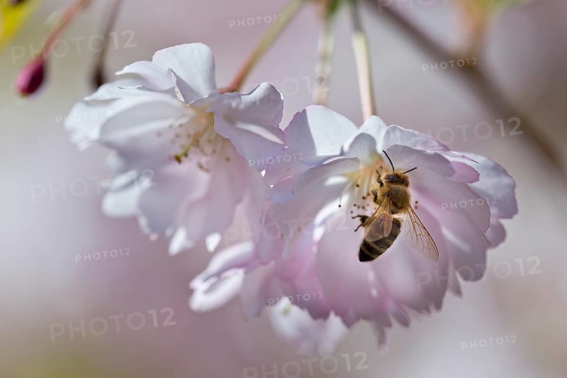 Blossoming Japanese Cherry (Prunus serrulata) with a bee