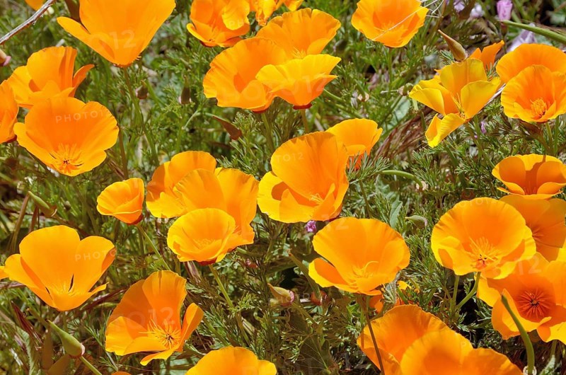 California Poppies or Golden Poppies (Eschscholtzia california) in the flower town of Vilaflor