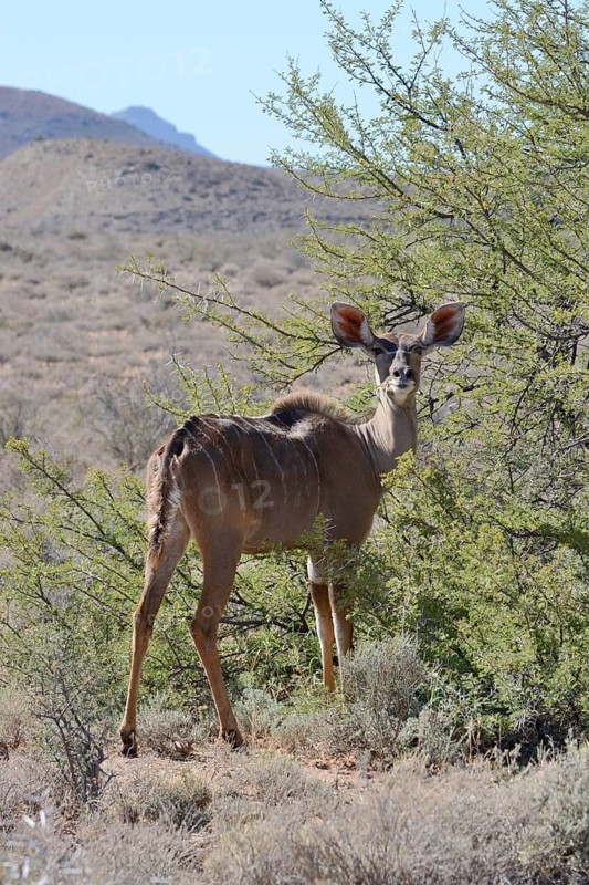Greater Kudu (Tragelaphus strepsiceros)