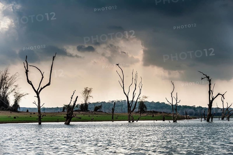 Trees sticking out of the water