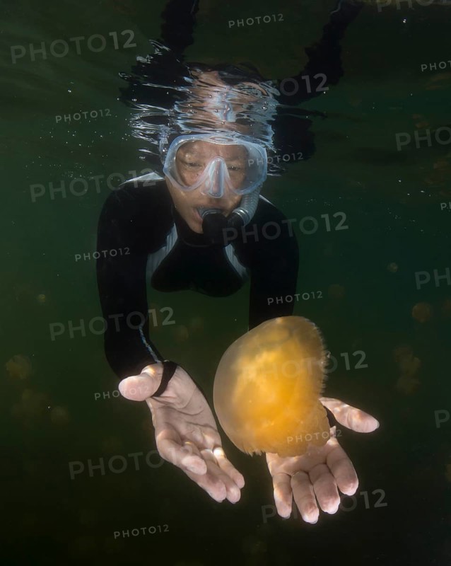 Snorkelling woman watching a Golden Medusa (Mastigias papua)