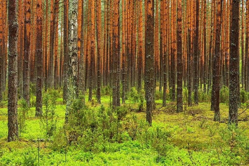 Scots Pines (Pinus sylvestris) in a dense pine forest