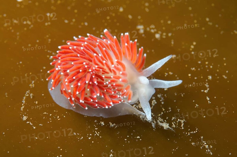 Red-finger Aeolis (Flabellina verrucosa)