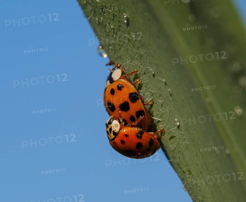 Asian lady beetle (Harmonia axyridis)