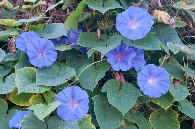 Purple Morning Glory (Ipomoea purpurea)