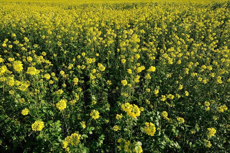 Blossoming Corn Mustard