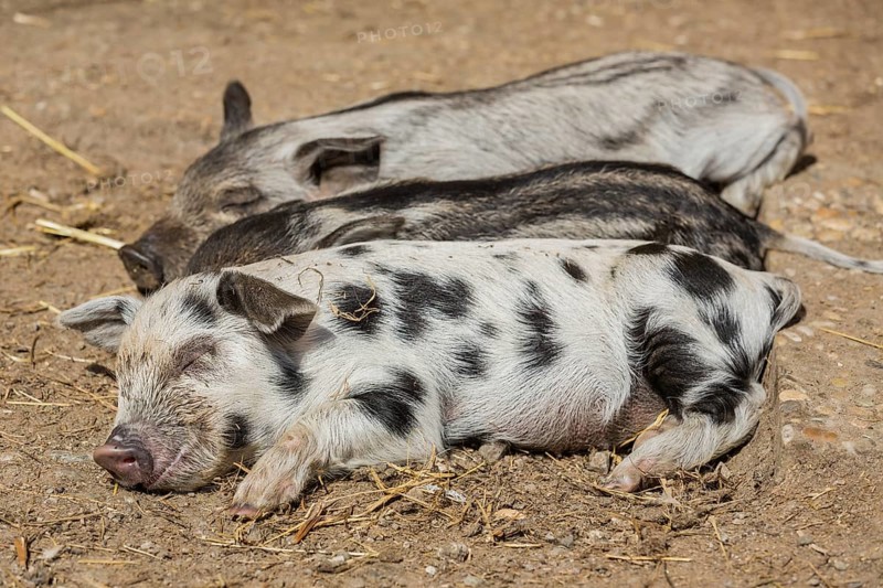Mangalitsa or Mangalitza Pigs and a Turopolje Pig (Sus scrofa domestica)