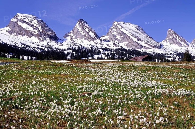 Crocus meadow on the Sellamatt in Toggenburg