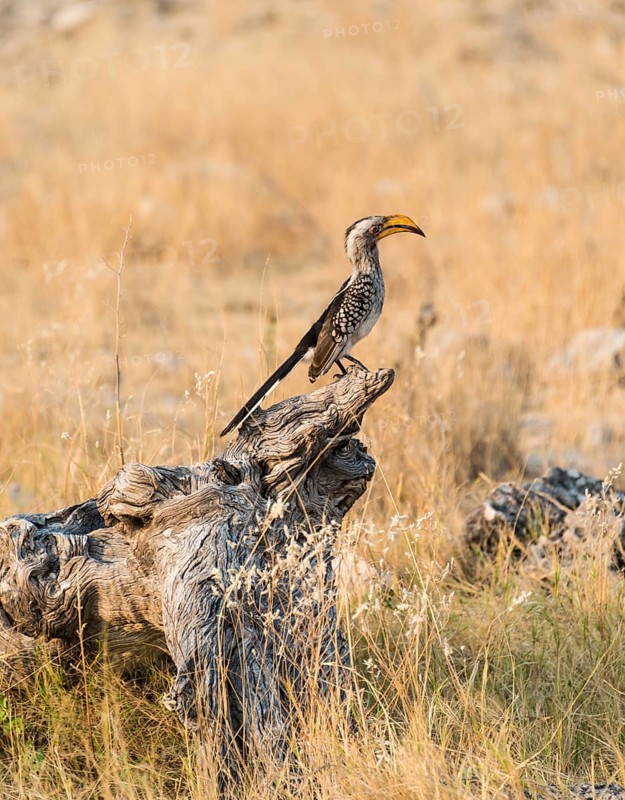 Southern Yellow-billed Hornbill (Tockus leucomelas) perched on an old tree stump