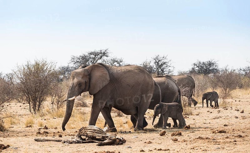 Small herd of African Bush Elephants (Loxodonta africana) marching with a calf past a skeleton of a giraffe