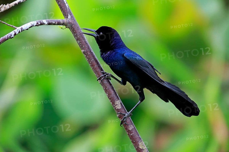 Boat-tailed Grackle (Quiscalus major)
