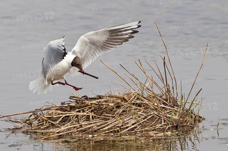Black-headed Gull (Larus ridibundus) with nesting material on approach to nest