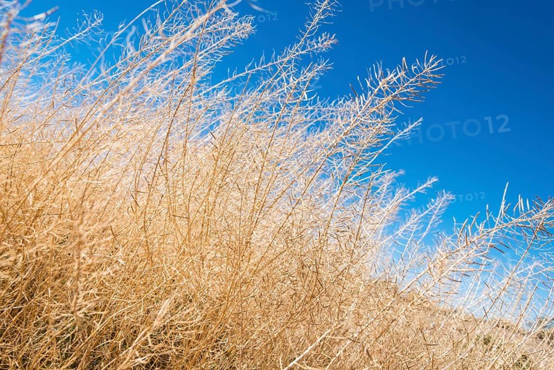 Dried up shrubbery
