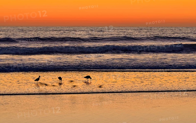 Marbled Godwits (Limosa fedoa) at sunset on the Pacific Coast