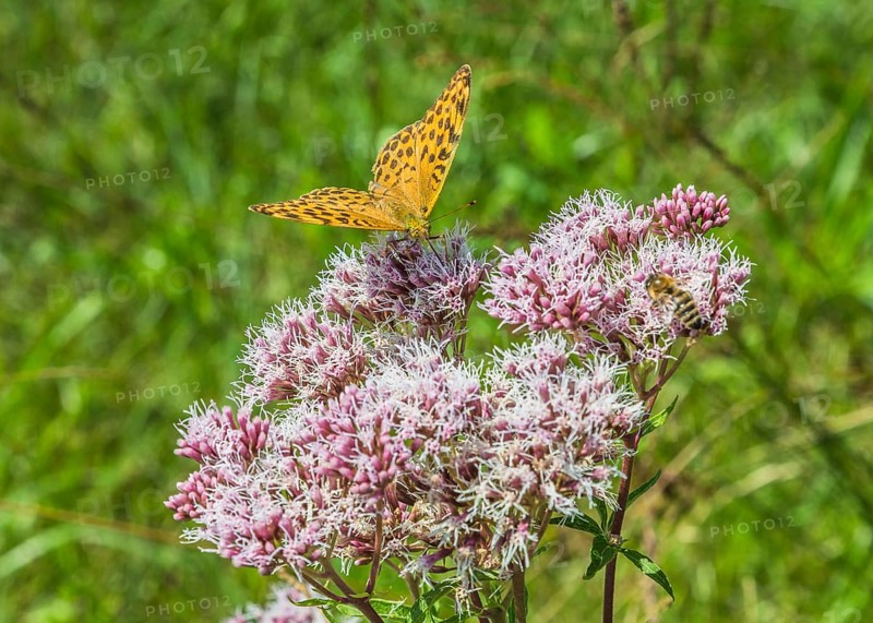 Small Fritillary (Issoria lathonia) on Grauer Alpendost (Adenostyles alliariae)