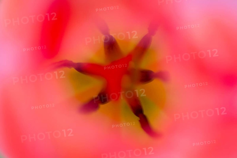 Pistil and stamen in a Tulip (Tulipa)