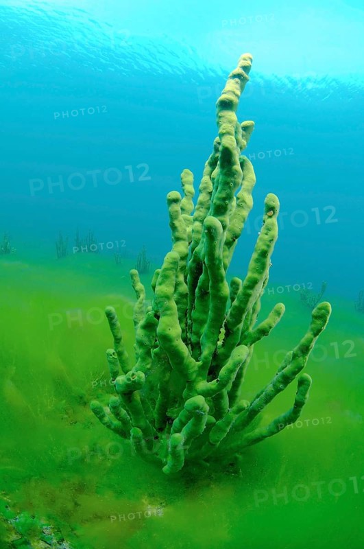 Demosponge (Lubomirskia baicalensis)