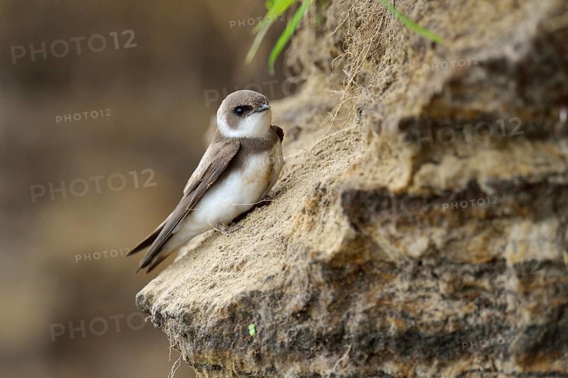 Sand Martin (Riparia riparia)