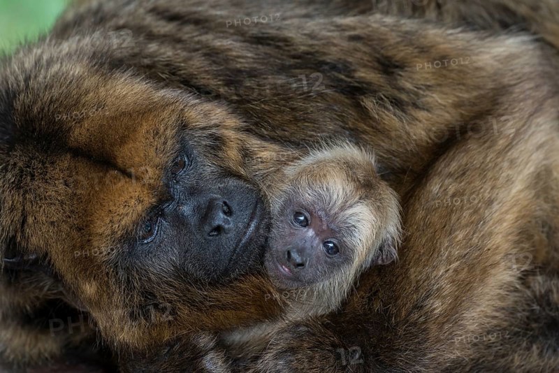 Black Howler (Alouatta caraya)
