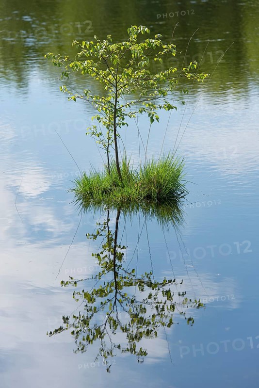 Young Downy Birch (Betula pubescens) and Purple Moor Grass (Molinia caerulea)