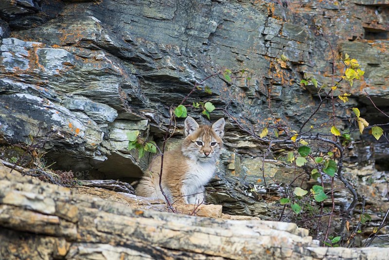 Young wild Eurasian Lynx (Lynx lynx)