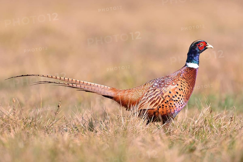 Pheasant (Phasianus colchicus) on a meadow in autumn
