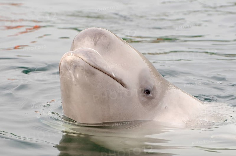 Beluga Whale or White Whale (Delphinapterus leucas)