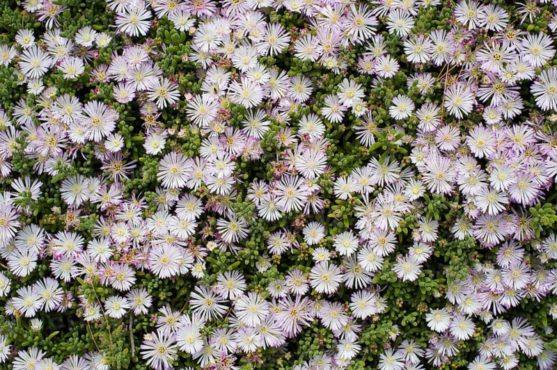 Crystalline Iceplant (Mesembryanthemum crystallinum)