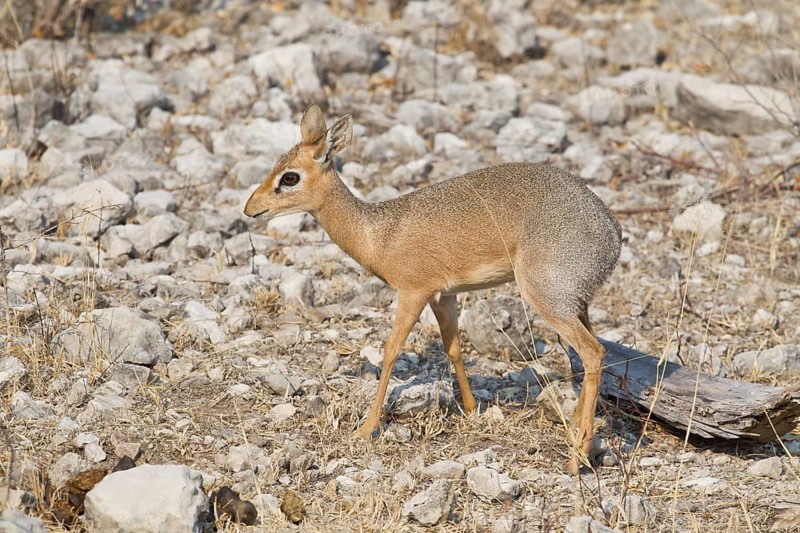 Kirk's Dik-dik (Madoqua kirkii)