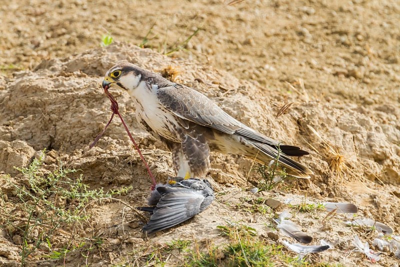 Lanner Falcon (Falco biarmicus)