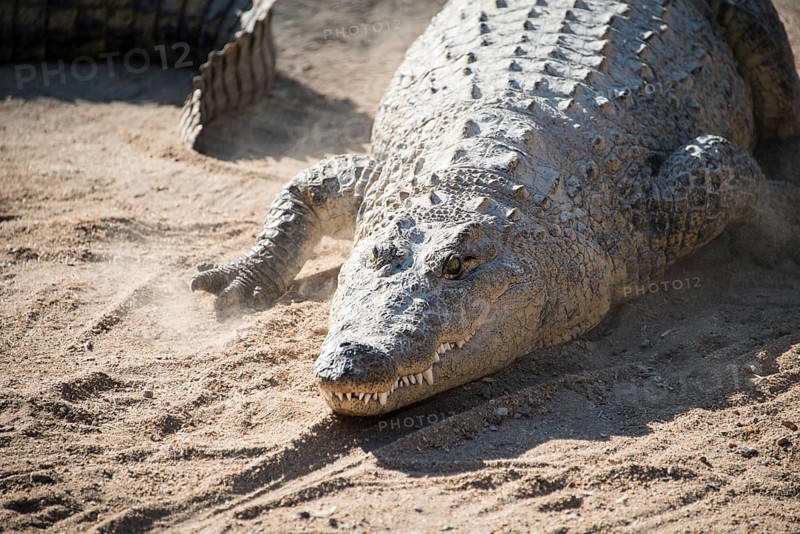 Nile Crocodile (Crocodylus niloticus)