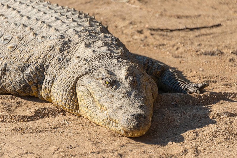 Nile Crocodile (Crocodylus niloticus)