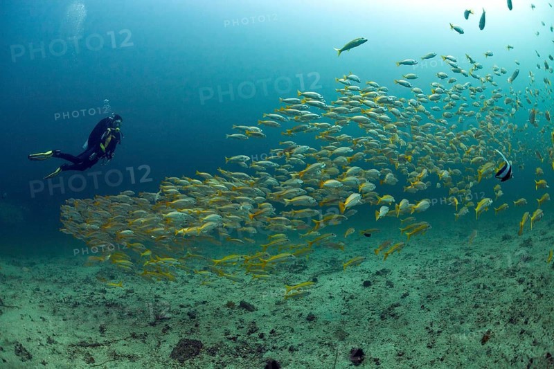 Scuba diver with a school of Yellowtail Snapper (Ocyurus chrysurus)
