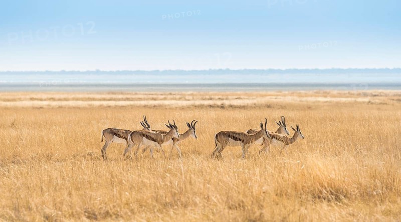 Herd of Springboks (Antidorcas marsupialis) in the grasslands
