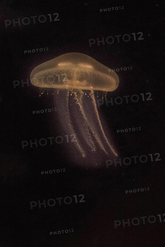 Moon Jellyfish (Aurelia aurita) in coloured light