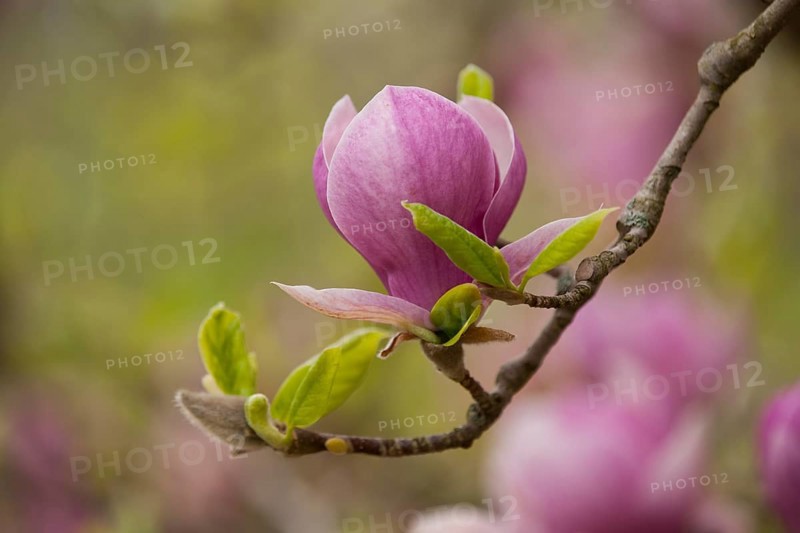 Saucer Magnolia (Magnolia x soulangeana)