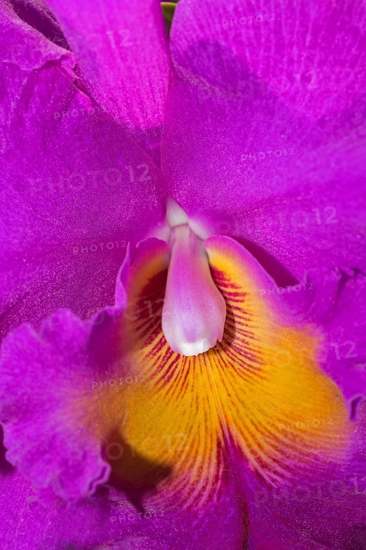 Orchid