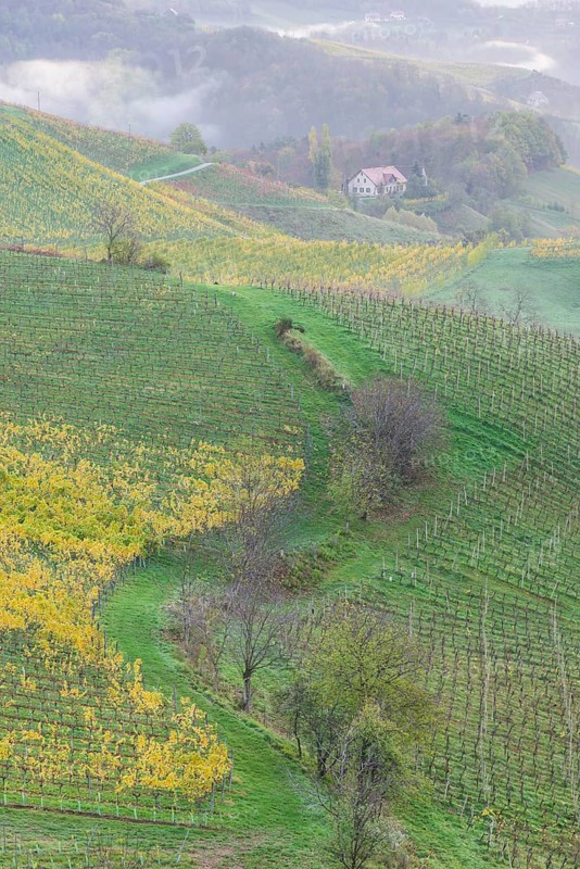 Vineyards