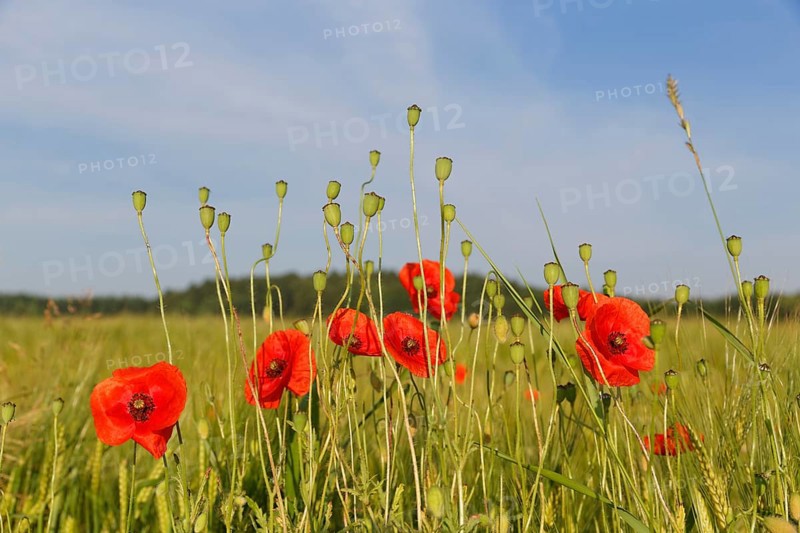 Poppy or Corn Poppy (Papaver rhoeas)