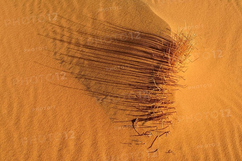 Sand ripples