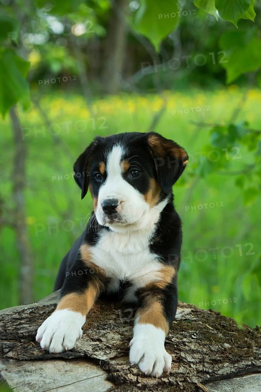 Greater Swiss Mountain Dog